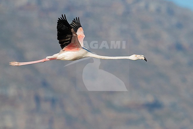 Greater Flamingo (Phoenicopterus roseus), side view of an immature in flight, Western Cape, South Africa stock-image by Agami/Saverio Gatto,