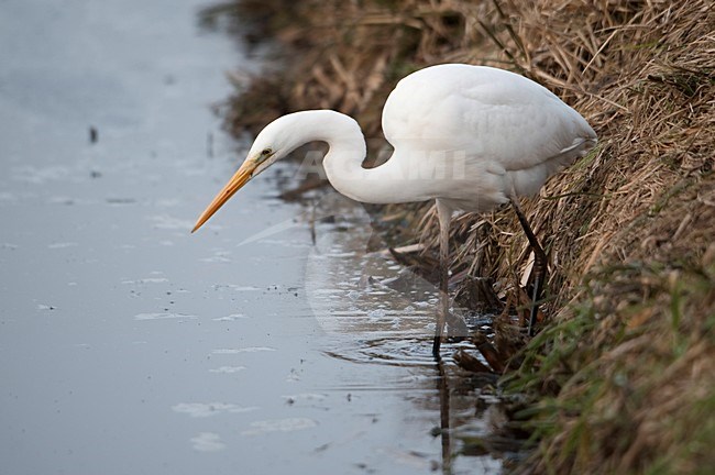 Grote Zilverreiger foeragerend; Great Egret foraging stock-image by Agami/Han Bouwmeester,