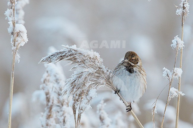 Rietgors, Reed Bunting stock-image by Agami/Markus Varesvuo,