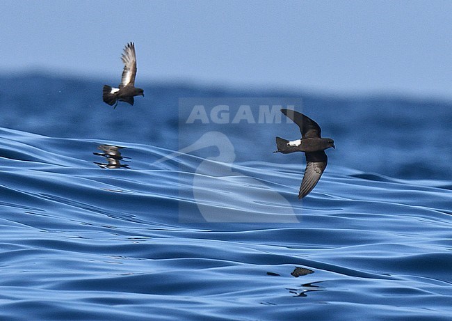 Wilson's Storm Petrel (Oceanites oceanicus) flying over the Atlantic ocean off Portugal, together with an European Storm Petrel flying in the background. stock-image by Agami/Laurens Steijn,