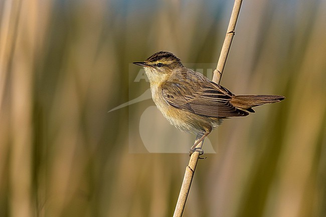 Sedge Warbler (Acrocephalus schoenobaenus) in Italy. stock-image by Agami/Daniele Occhiato,