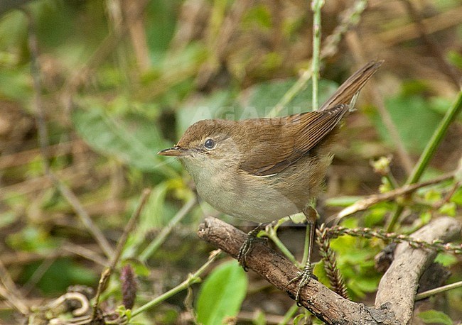 Wintering Blyth's Reed Warbler (Acrocephalus dumetorum) south of Himalayas. Perched in undergrowth. stock-image by Agami/Marc Guyt,