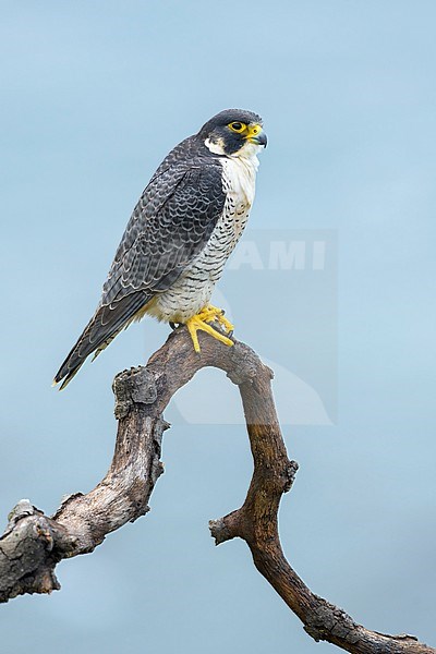 Adult American Peregrine Falcon, Falco peregrinus anatum, perched
Los Angeles Co., CA, USA stock-image by Agami/Brian E Small,