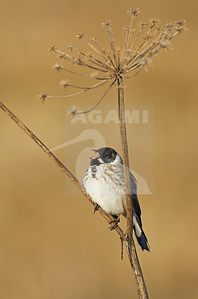 Adult mannetje Rietgors in zomerkleed zingend; Adult male Common Reedbunting singing stock-image by Agami/Markus Varesvuo,