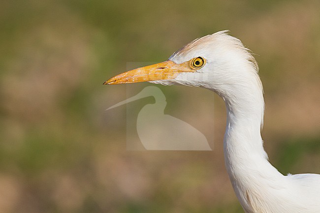 Cattle Egret - Kuhreiher - Bubulcus ibis ssp. ibis, Oman, adult stock-image by Agami/Ralph Martin,