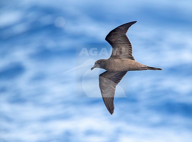 Bulwer's Petrel (Bulweria bulwerii) in flight over the Atlantic ocean off Madeira. Seen from the side, showing under wings. stock-image by Agami/Marc Guyt,