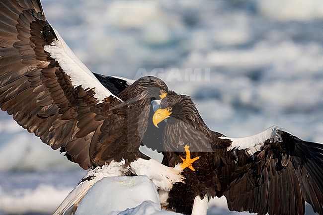 Stellers Sea-eagle (Haliaeetus pelagicus) off Rausu, Japan stock-image by Agami/Marc Guyt,