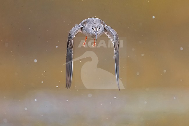 Spotted Redshank, Tringa erythropus, in Italy. stock-image by Agami/Daniele Occhiato,
