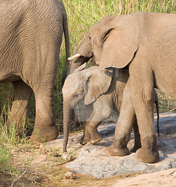 Afrikaanse Olifant in het Kruger Park; African Elephant at Kruger Park stock-image by Agami/Marc Guyt,
