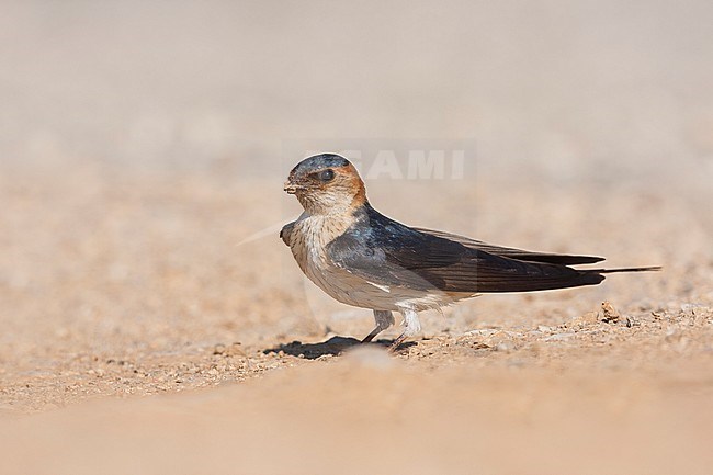 Western Red-rumped Swallow, Cecopris rufula, Croatia, adult stock-image by Agami/Ralph Martin,
