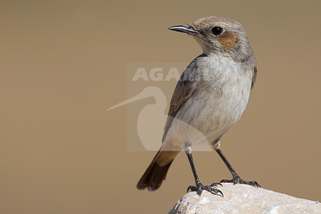 Vrouwtje Arabische Tapuit; Female South Arabian Wheatear stock-image by Agami/Daniele Occhiato,