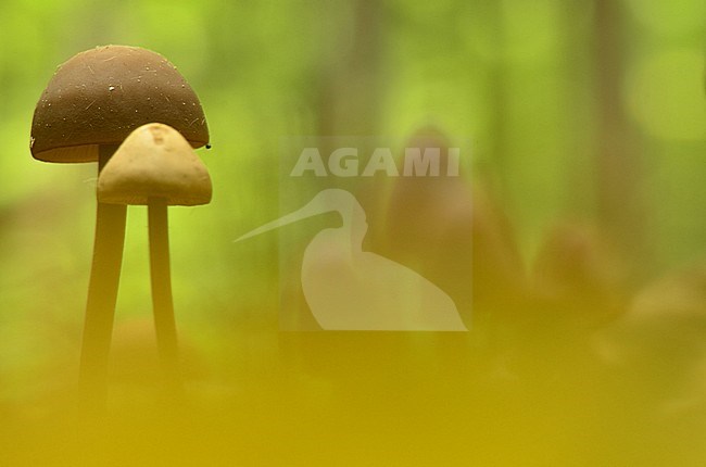 Paddestoelen, Fungi stock-image by Agami/Rob de Jong,