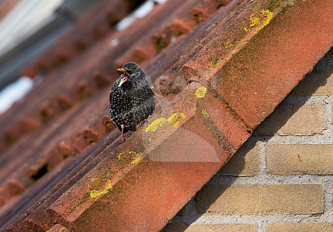 Spreeuw zingend op een dak; Common Starling singing from a roof stock-image by Agami/Marc Guyt,