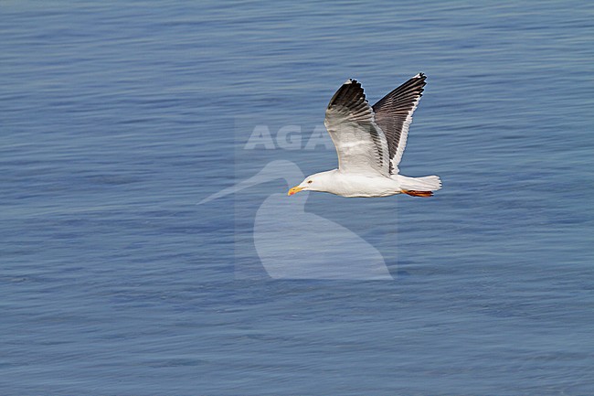 Vliegende Mexicaanse Meeuw, Yellow-footed Gull (Larus livens) in flight stock-image by Agami/Pete Morris,