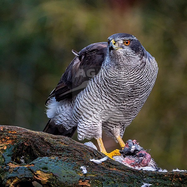 Northern, Goshawk;  sitting on a branch eating it's prey. Bird is checking the surrounding. Taken from the front. Square format. stock-image by Agami/Hans Germeraad,