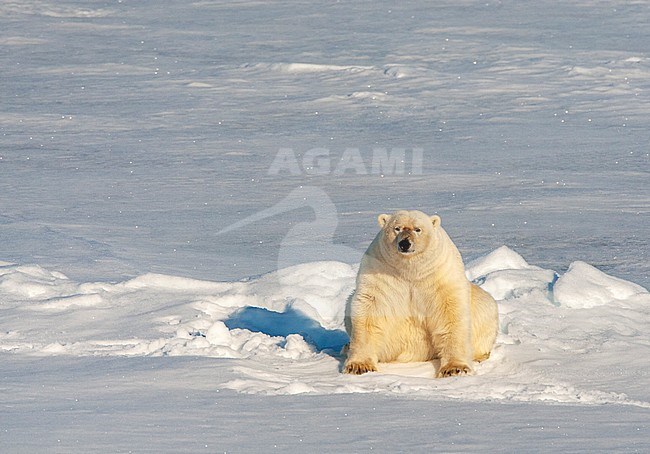 Adult Polar Bear (Ursus maritimus) sitting on its arse in the snow. Drift ice north of Svalbard, arctic Norway. stock-image by Agami/Marc Guyt,