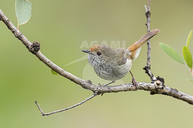 Brown Thornbill (Acanthiza pusilla) perched on a branch in eastern Australia. stock-image by Agami/Glenn Bartley,