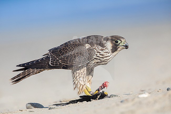 Juvenile Peregrine Falcon (Falco peregrinus) eating its prey (Western Jackdaw) on a beach in Brittany, France. stock-image by Agami/Sylvain Reyt,