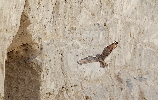 Pharao Eagle-Owl (Bubo ascalaphus) in flight in Dubai, UAE stock-image by Agami/Helge Sorensen,