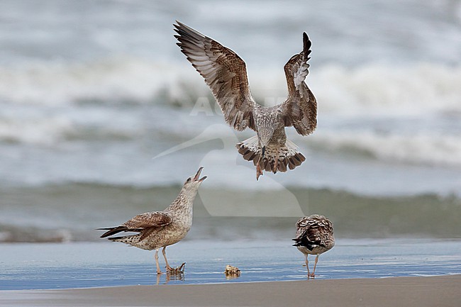 Yellow-legged Gull (Larus michahellis), juveniles standing on the shore, Campania, Italy stock-image by Agami/Saverio Gatto,