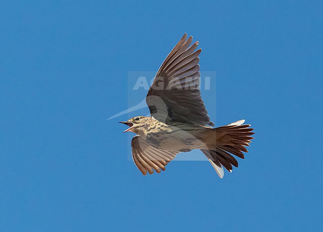 Tree Pipit Finland stock-image by Agami/Tomi Muukkonen,