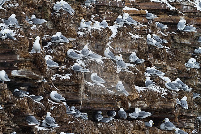 Black-legged Kittiwake (Rissa tridactyla) at a breeding colony in arctic Norway during early spring. stock-image by Agami/Ralph Martin,
