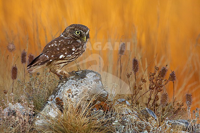 Little Owl (Athene noctua) in Italy. stock-image by Agami/Daniele Occhiato,