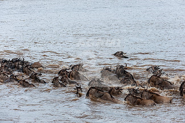 A herd of migrating wildebeests, Connochaetes taurinus, crossing the Mara River. Mara River, Masai Mara National Reserve, Kenya. stock-image by Agami/Sergio Pitamitz,