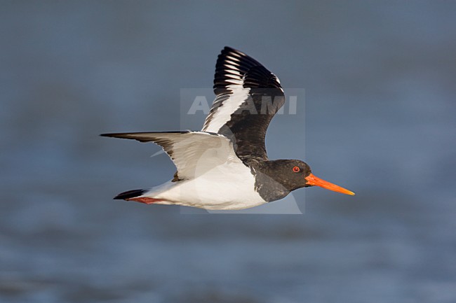 Vliegende Scholekster; Flying Eurasian Oystercatcher stock-image by Agami/Arie Ouwerkerk,