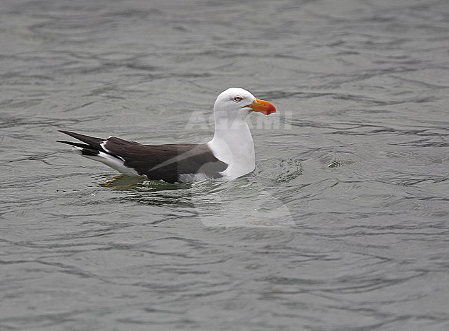 Adult Pacific gull, Larus pacificus, in Australia. Swimming gull. stock-image by Agami/Andy & Gill Swash ,