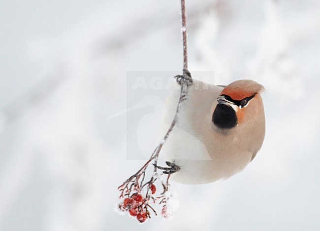 Volwassen Pestvogel foeragerend op bessen in de winter; Adult Bohemian Waxwing foraging on berries in winter stock-image by Agami/Markus Varesvuo,