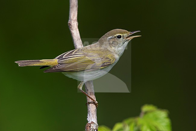 Westelijke Bergfluiter zingend op takje, Western Bonelli's Warbler singing on a branch stock-image by Agami/Daniele Occhiato,