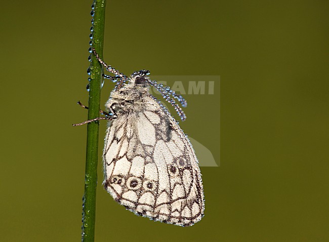 Dambordje in de vegetatie, Marbled White in the vegetation stock-image by Agami/Theo Douma,