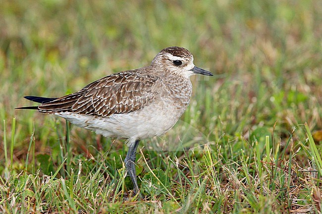 Adult non-breeding
Brazoria Co., TX
April 2007 stock-image by Agami/Brian E Small,