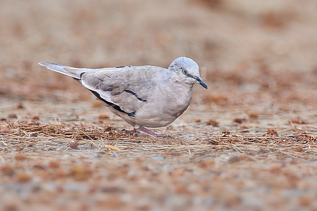 Picui Ground Dove (Columbina picui) walking on ground, Buenos Aires, Argentina stock-image by Agami/Tomas Grim,