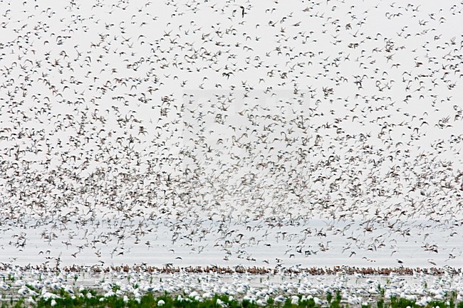 Vogels over de Waddenzee, Birds at the Waddensea stock-image by Agami/Menno van Duijn,