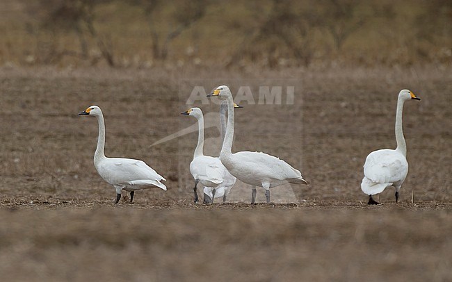 Bewick's Swan, Cygnus columbianus bewickii, with Whooper Swans at Nordsjælland, Denmark stock-image by Agami/Helge Sorensen,