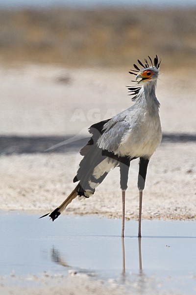 Secretarisvogel in water plas, Secretarybird in water hole stock-image by Agami/Wil Leurs,
