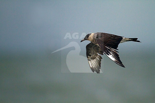 3 cy Pomarine Skua (Stercorarius pomarinus) showing upperwing during pelagic in The Netherlands stock-image by Agami/Edwin Winkel,