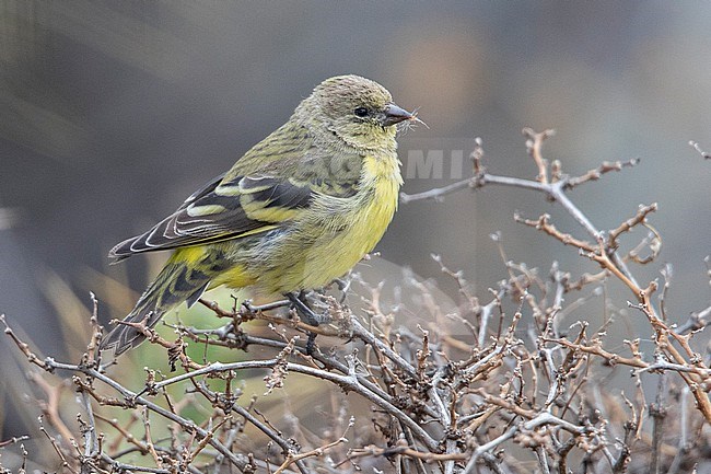 A female Yellow-rumped Siskin (Spinus uropygialis) at San Pedro de Casta, Peru. stock-image by Agami/Tom Friedel,