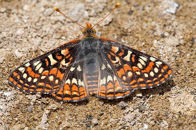 Chalcedon Checkerspot (Euphydryas chalcedona) stock-image by Agami/Wil Leurs,