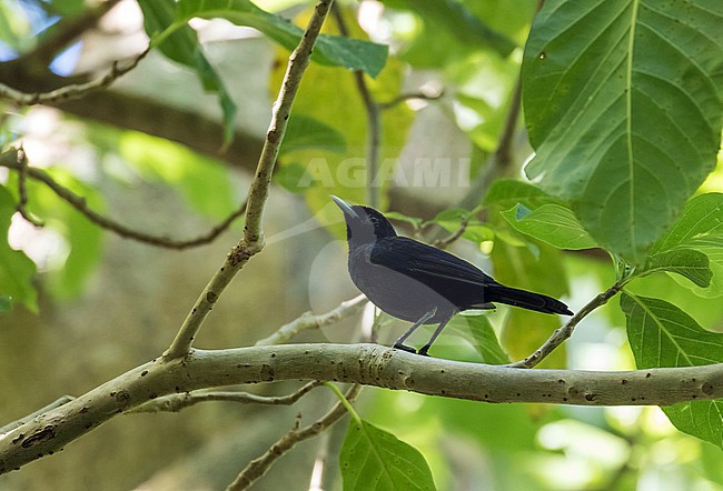 Male Marquesan Monarch (Pomarea mendozae) perched in understory of tropical lowland rainforest on an island in French Polynesia. It is threatened by habitat loss and is endemic and endangered stock-image by Agami/Pete Morris,