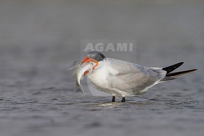 Reuzenstern; Caspian Tern, Hydroprogne caspia, Oman, 2nd cy stock-image by Agami/Ralph Martin,