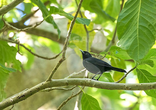 Marquesan monarch (Pomarea mendozae motanensis) in French Polynesia. Endangered endemic. stock-image by Agami/Pete Morris,