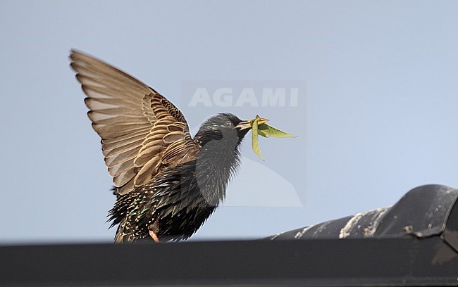 Common Starling, Sturnia vulgaris, singing at Sør- Trøndelag, Norway stock-image by Agami/Helge Sorensen,