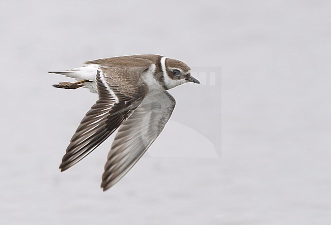 Semipalmated Plover, Charadrius semipalmatus, in flight at Cape May, New Jersey, USA stock-image by Agami/Helge Sorensen,