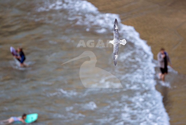 Adult Northern Fulmar (Fulmarus glacialis audubonii) in flight along the coast of Great Britain. Beach going people in the background. stock-image by Agami/Ralph Martin,