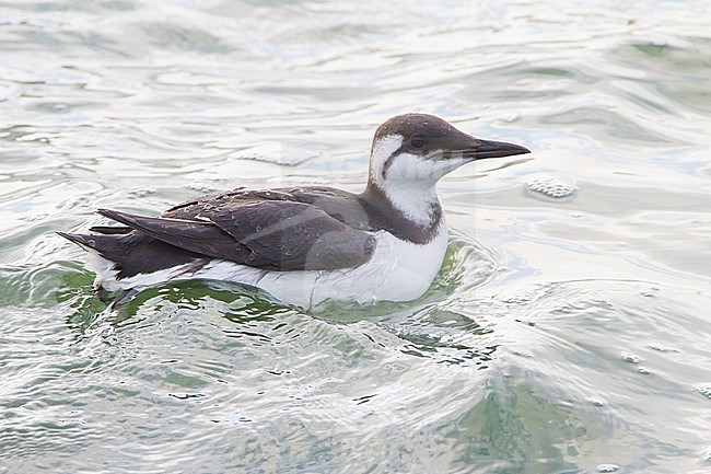 Zeekoet, Common Guillemot, Uria aalga winter plumage swimming stock-image by Agami/Menno van Duijn,