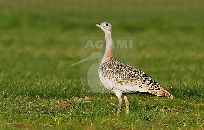 Subadult Great Bustard (Otis tarda) wintering in Belgium stock-image by Agami/Edwin Winkel,