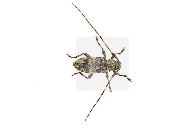 Leiopus linnei stock-image by Agami/Wil Leurs,